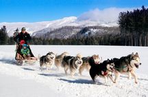 Dogsled Adventure in Mont-Tremblant