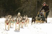 Dogsled Adventure in Mont-Tremblant