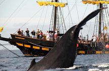Whale-Watching Pirate Ship Cruise in Los Cabos