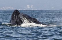 Private Whale Watching Tour
