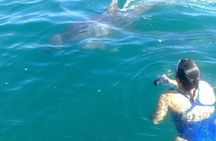 Private Wild Dolphin Encounter in Puerto Vallarta