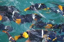 Small Group Snorkeling in Los Arcos, Puerto Vallarta