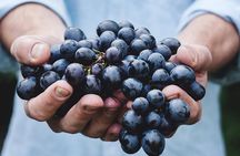 Athens Private Wine Tasting Tour - Dionysian Grapes
