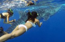 Join Tour: Bohol to Oslob Cebu Whale Shark Experience