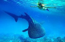 Join Tour: Bohol to Oslob Cebu Whale Shark Experience