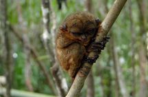 Bohol: Budgeted Country Eco-Cultural Tour