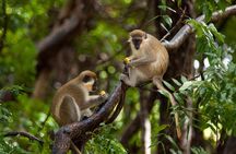 Barbados Island Tour with Lunch and Wildlife Sanctuary