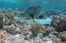 Half day Snorkeling Shared Boat Tour in Bora Bora