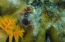 Bora Bora Lagoon Snorkeling Tour by Private Boat