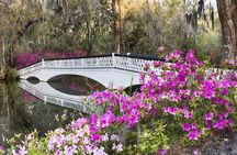 Magnolia Plantation Admission & Tour with Transportation from Charleston