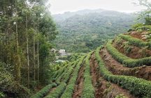 Tea Village in lost Town and Buddha 1 day tour