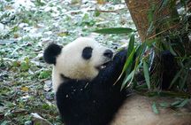 Panda And Cultural Chengdu 1 day tour