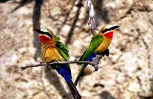 Private Game Drive and Chobe River Cruise