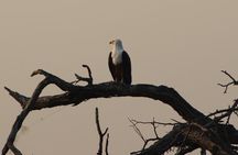From Victoria falls Sunrise to sunset safari Chobe national park