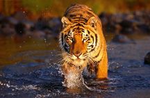 Ranthambore Tiger Safari Tour from Delhi with All Meals