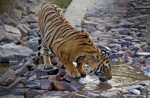 From Delhi: Golden Triangle with Tiger Safari Private Tour