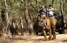 From Delhi: Golden Triangle with Tiger Safari Private Tour