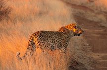 Kruger National Park Sunrise Half-Day Safari Tour