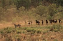 Kruger National Park Private Full-Day Safari - Private Safari Vehicle & Guide