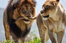 Cape Town 2Days Tour-Safari Robben-IslandGetaway Overnight