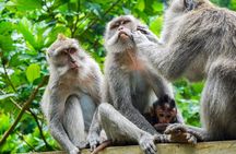 Ubud Best Tour 
