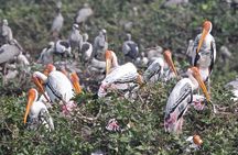 Visit to Vedanthangal Bird Sanctuary from Chennai