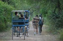 7-Day Private Golden Triangle Tour - Forts Palaces and Wildlife Sanctuary
