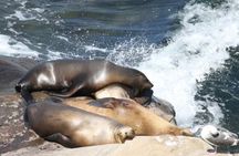 The La Jolla Tour