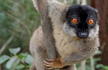 Lemur Day Tour at Andasibe Rainforest and Vakona Lodge Reserve