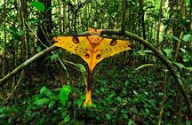 Lemur Day Tour at Andasibe Rainforest and Vakona Lodge Reserve