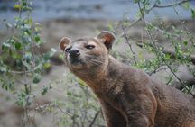 Morondava Day Tour to Kirindy Park and Baobab Avenue