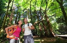 Big Bus San Francisco: Guided Muir Woods Tour