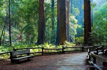 Big Bus San Francisco: Guided Muir Woods Tour