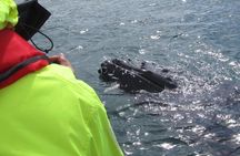 RIB boat express: Whales, Eyjafjord and Akureyri