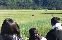 Bear Viewing Excursion and Airplane Adventure Tour