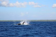 Wake Up With the Whales Cruise from Anaeho'omalu Bay
