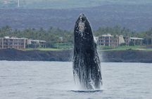 Sunset Cruise with the Whales on our Sailing Catamaran
