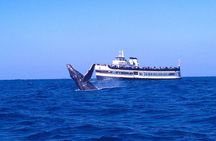San Diego Whale Watching Cruise 