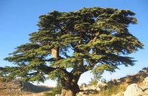 PRIVATE Hiking Day Trip in the Shouf Fabulous Cedars Forest