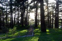 PRIVATE Tour to Cedars of God, Besharre & Qozhaya Valley