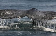 San Diego Whale Watching Cruise