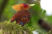 Braulio Carrillo Bird Watching Full Day Pass