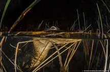 Florida Everglades Night Airboat Tour near Fort Lauderdale