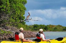 Sunset Kayak Tour in the Mangrove Lagoon, St Thomas
