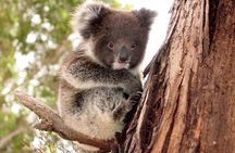 Kangaroo Island Luxury Small Group 'Island Life' Full Day Tour