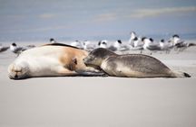 Kangaroo Island Luxury Small Group 'Island Life' Full Day Tour