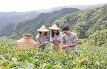 Private 1-Day Tea Experience in Taipei