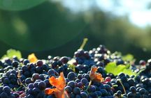 Short Day Tour around Aix en Provence and Wine Tasting 