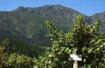 Cavas Freixenet Wine Tour from Mexico City