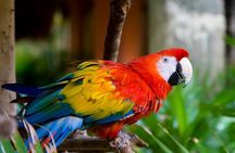 3-Day Iquitos Jungle Adventure at Muyuna Lodge
